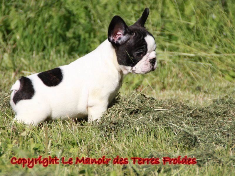 chiot Bouledogue français du Manoir des Terres Froides