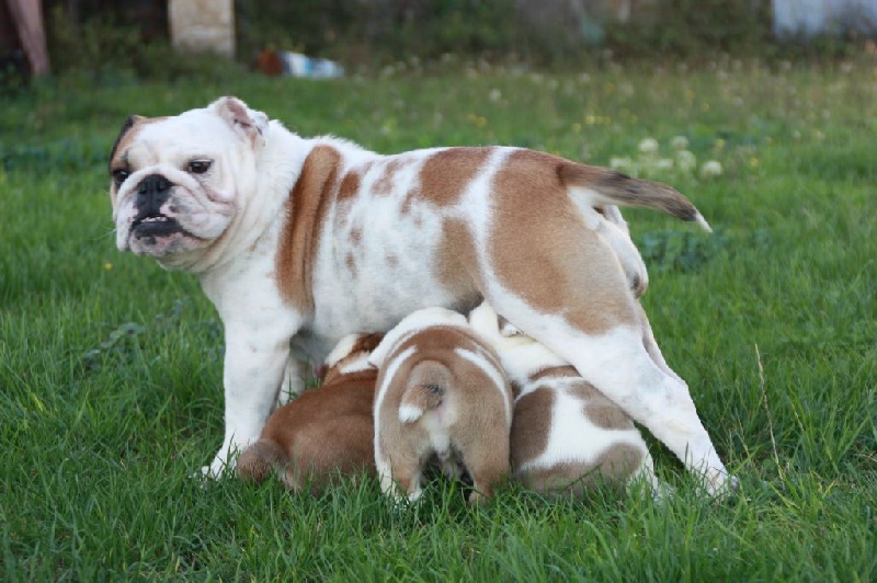 chiot Bulldog Anglais du Manoir des Terres Froides